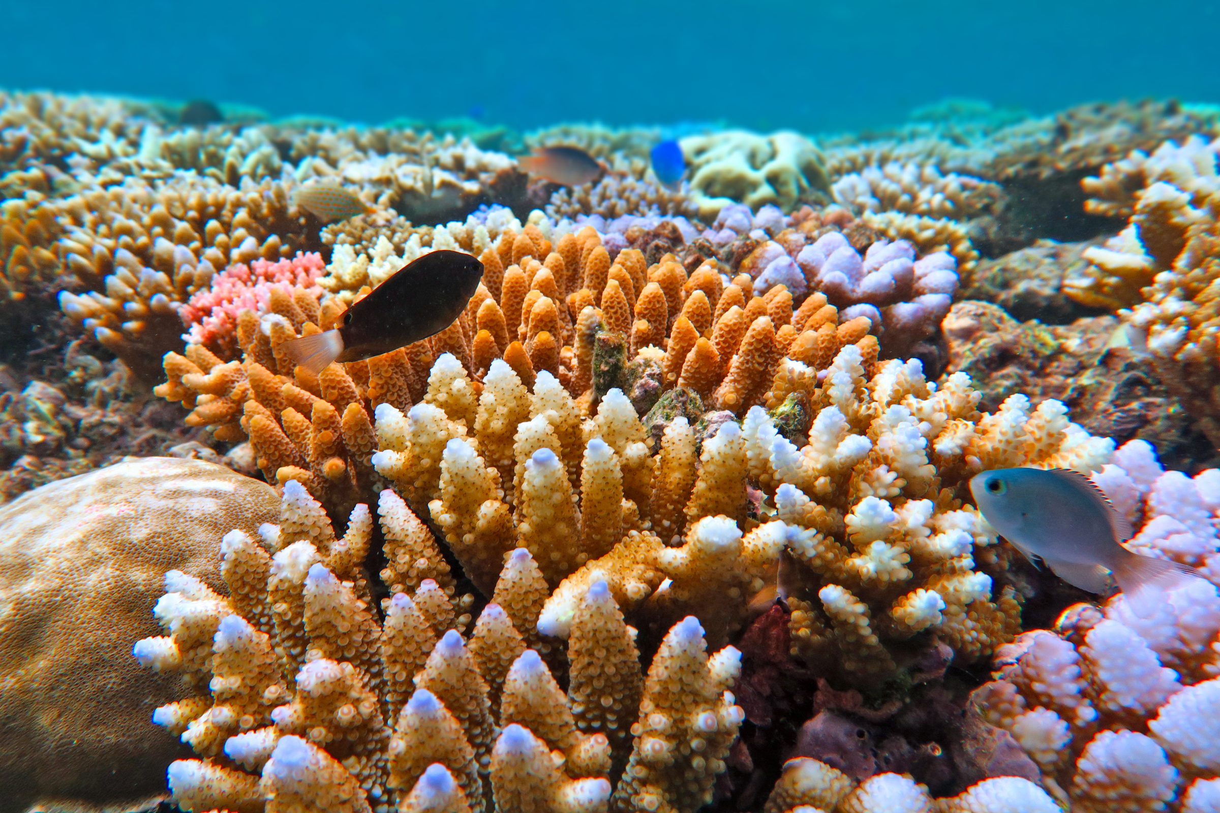 184 great barrier reef, queensland.webp